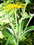 Inula helenium, Echter Alant, Färbepflanze, Färberpflanze, Pflanzenfarben,  färben, Klostergarten Seligenstadt
